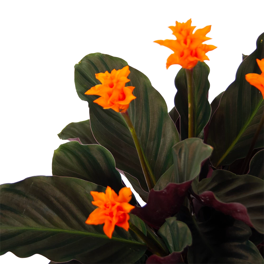 Calathea Crocata - Eeuwige Vlam - P15 H45 - Kamerplant 2 Calathea Crocata - Eeuwige Vlam - P15 H45 - Kamerplant - Afbeelding 2