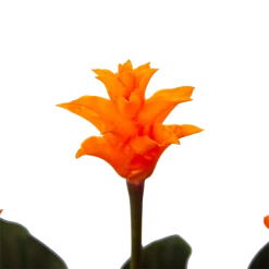 Calathea Crocata - Eeuwige Vlam - P15 H45 - Kamerplant 6 Calathea Crocata - Eeuwige Vlam - P15 H45 - Kamerplant -Woondecoratie Winkel calathea crocata eeuwige vlam p15 h45 4