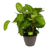 Calathea Flamestar - Schaduwplant - P32 H80 - Kamerplant