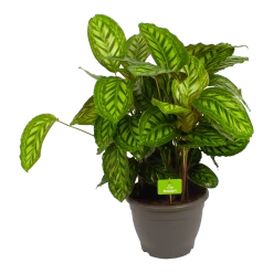 Calathea Flamestar - Schaduwplant - P32 H80 - Kamerplant
