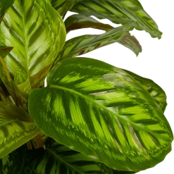 Calathea Flamestar - Schaduwplant - P32 H80 - Kamerplant -Woondecoratie Winkel calathea flamestar schaduwplant p32 h80 5