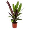 Calathea Insigne - Livingplant - P17 H65 - Kamerplant