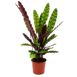 Calathea Insigne - Livingplant - P17 H65 - Kamerplant