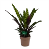 Calathea Insigne - Livingplant - P21 H60 - Kamerplant