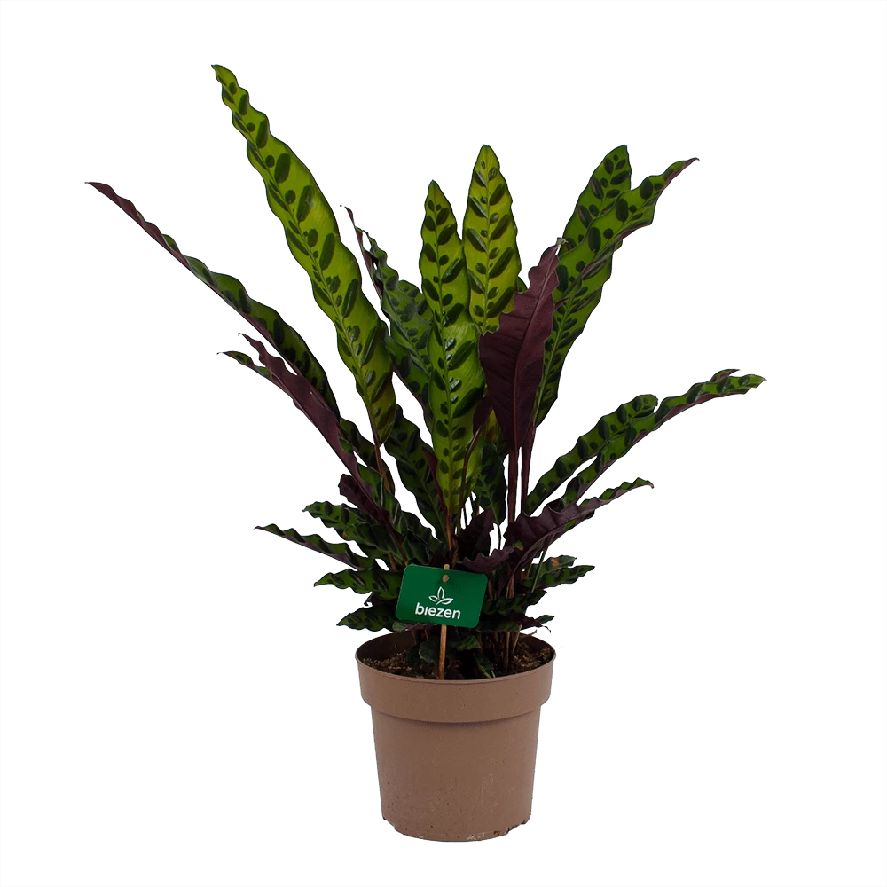 Calathea Insigne - Livingplant - P21 H60 - Kamerplant 1 Calathea Insigne - Livingplant - P21 H60 - Kamerplant