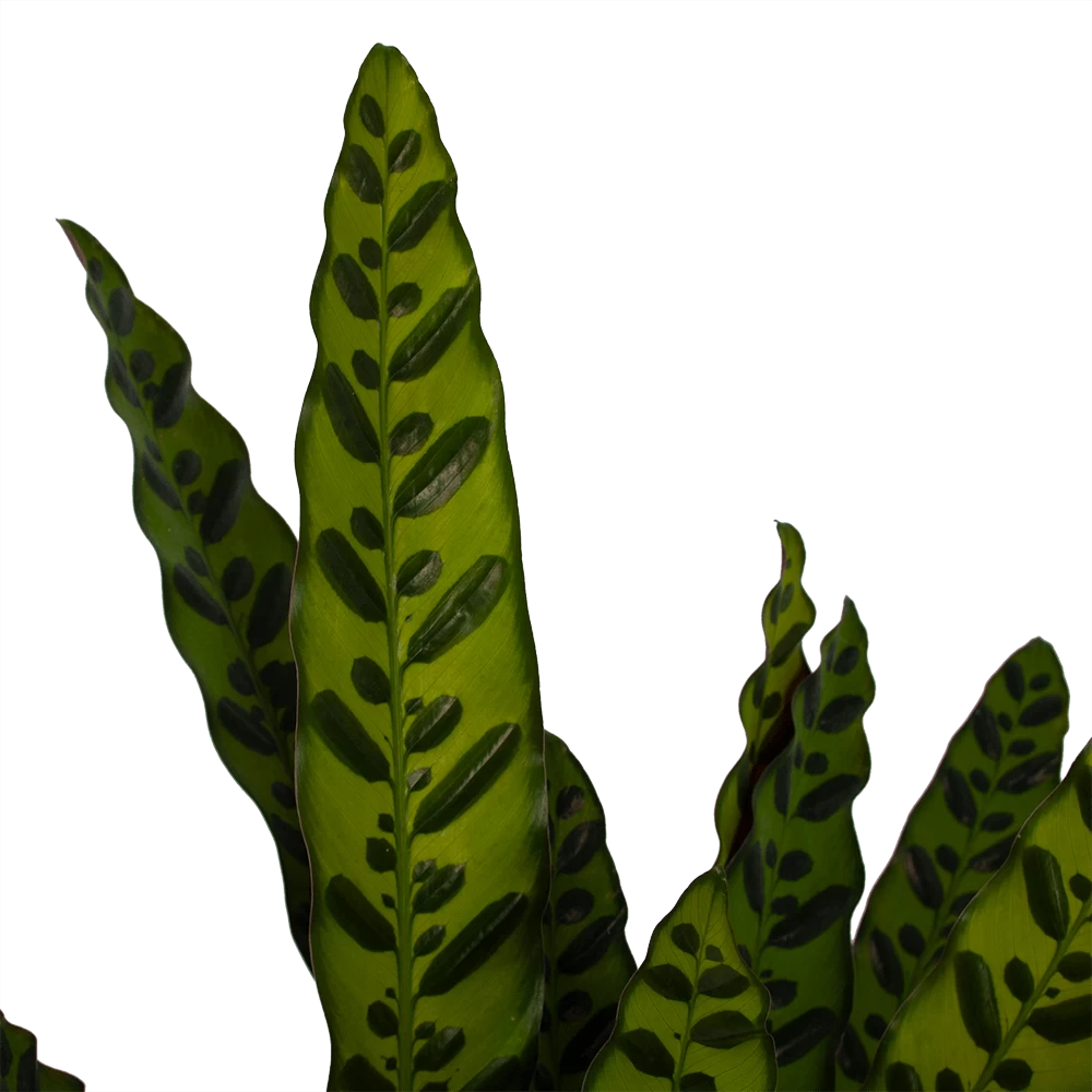 Calathea Insigne - Livingplant - P21 H60 - Kamerplant 2 Calathea Insigne - Livingplant - P21 H60 - Kamerplant - Afbeelding 2