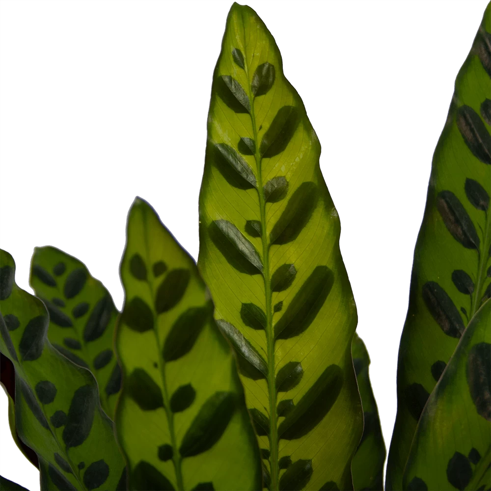 Calathea Insigne - Livingplant - P21 H60 - Kamerplant 3 Calathea Insigne - Livingplant - P21 H60 - Kamerplant - Afbeelding 3