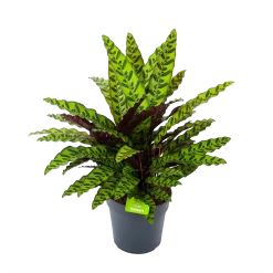 Calathea Insigne - Livingplant - P27 H80 - Kamerplant