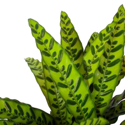 Calathea Insigne - Livingplant - P27 H80 - Kamerplant -Woondecoratie Winkel calathea insigne livingplant p27 h80 6 3
