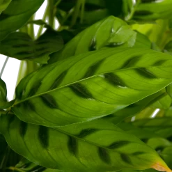 Calathea Leopardina - Schaduwplant - P27 H90 - Kamerplant -Woondecoratie Winkel calathea leopardina schaduwplant p27 h90 kamerplant 4