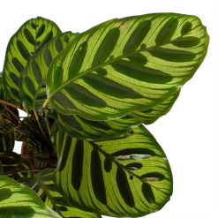 Calathea Makoyana - Pauwenplant - P17 H65 - Kamerplant -Woondecoratie Winkel calathea makoyana pauwenplant p17 h65 6 2