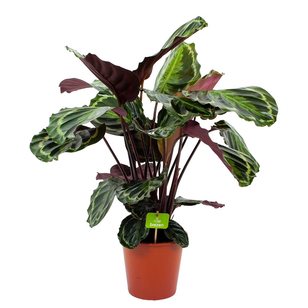 Calathea Medaillon - Schaduwplant - P19 H75 - Kamerplant 1 Calathea Medaillon - Schaduwplant - P19 H75 - Kamerplant