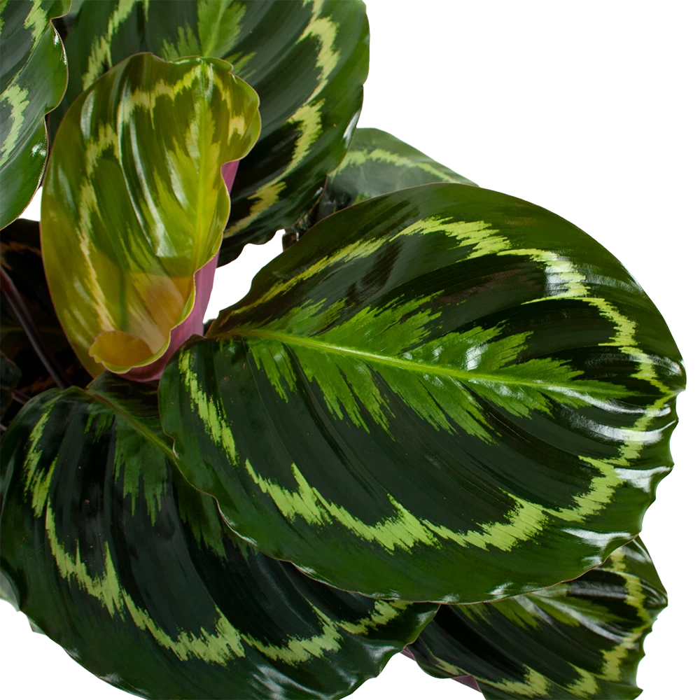Calathea Medaillon - Schaduwplant - P19 H75 - Kamerplant 2 Calathea Medaillon - Schaduwplant - P19 H75 - Kamerplant - Afbeelding 2