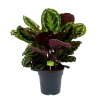 Calathea Medaillon - Schaduwplant - P27 H90 - Kamerplant