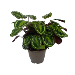 Calathea Medaillon - Schaduwplant - P32 H80 - Kamerplant -Woondecoratie Winkel calathea medaillon schaduwplant p32 h80 2