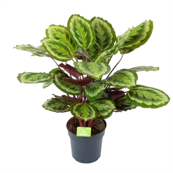 Calathea Mysty - Livingplant - P27 H80 - Kamerplant