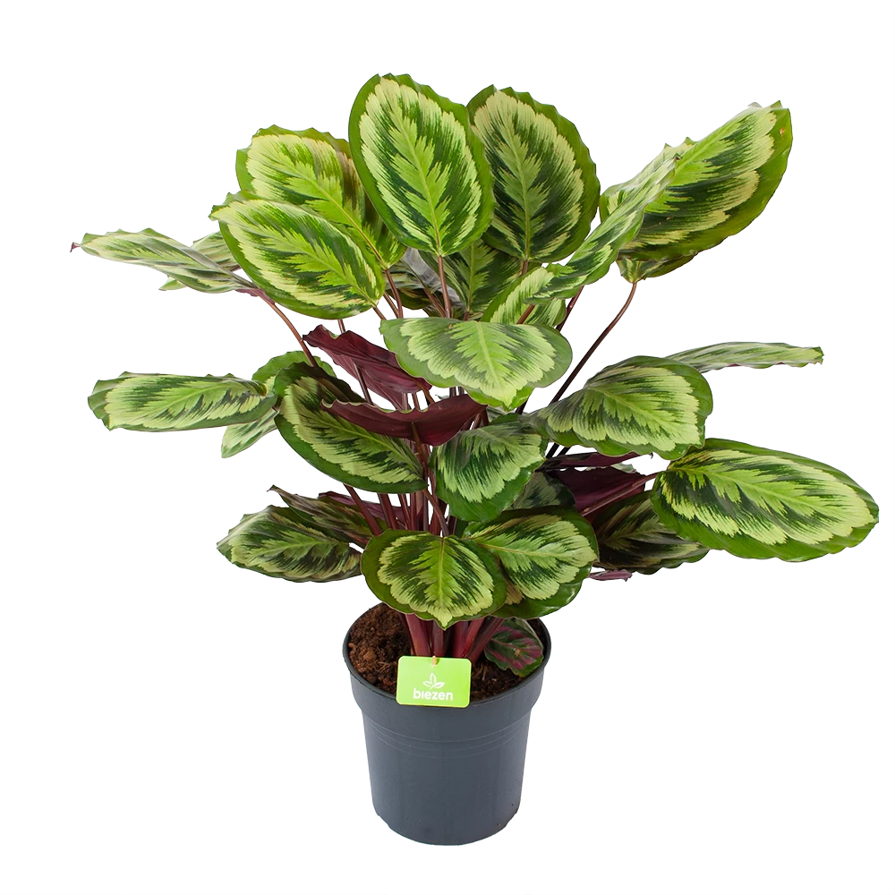 Calathea Mysty - Livingplant - P27 H80 - Kamerplant 1 Calathea Mysty - Livingplant - P27 H80 - Kamerplant