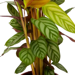 Calathea Oppenheimiana - Schaduwplant - P17 H65 - Kamerplant -Woondecoratie Winkel calathea oppenheimiana schaduwplant p17 h65 6