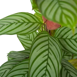 Calathea Oppenheimiana - Schaduwplant - P27 H130 - Kamerplant -Woondecoratie Winkel calathea oppenheimiana schaduwplant p27 h130 6