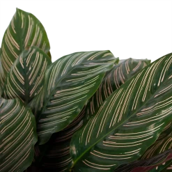 Calathea Ornata - Livingplant - P27 H80 - Kamerplant -Woondecoratie Winkel calathea ornata livingplant p27 h80 6 3