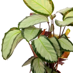 Calathea Picturata - Livingplant - P17 H65 - Kamerplant -Woondecoratie Winkel calathea picturata livingplant p17 h65 6