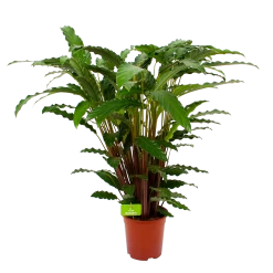 Calathea Rufibarba Bluegrass - Schaduwplant - P21 H85 - Kamerplant