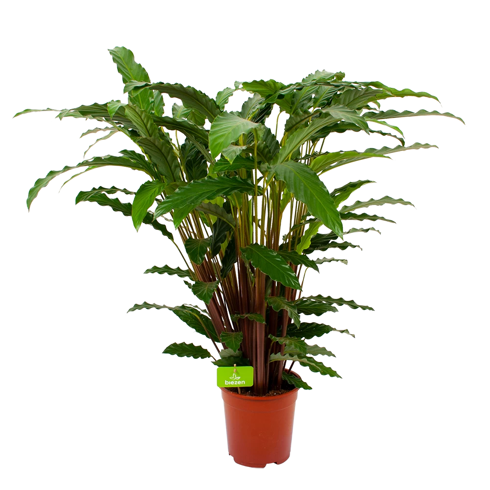 Calathea Rufibarba Bluegrass - Schaduwplant - P21 H85 - Kamerplant 1 Calathea Rufibarba Bluegrass - Schaduwplant - P21 H85 - Kamerplant