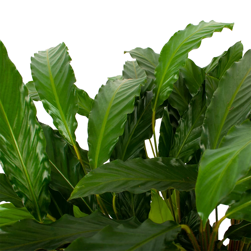 Calathea Rufibarba Bluegrass - Schaduwplant - P21 H85 - Kamerplant 2 Calathea Rufibarba Bluegrass - Schaduwplant - P21 H85 - Kamerplant - Afbeelding 2