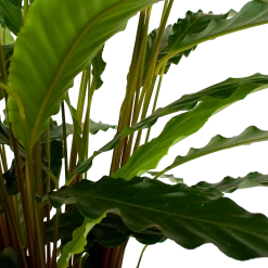 Calathea Rufibarba Bluegrass - Schaduwplant - P21 H85 - Kamerplant 6 Calathea Rufibarba Bluegrass - Schaduwplant - P21 H85 - Kamerplant -Woondecoratie Winkel calathea rufibarba bluegrass schaduwplant p21 h85 6