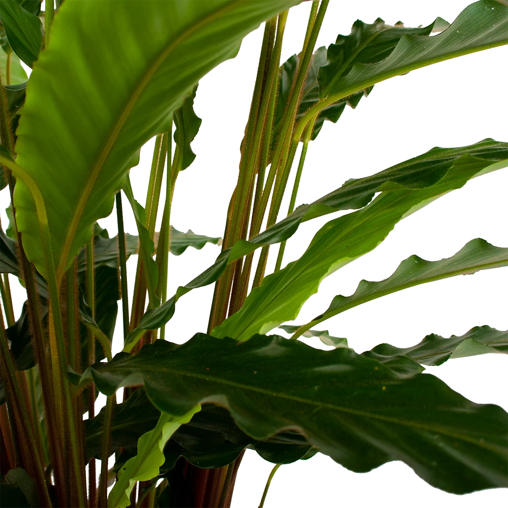 Calathea Rufibarba Bluegrass - Schaduwplant - P21 H85 - Kamerplant 3 Calathea Rufibarba Bluegrass - Schaduwplant - P21 H85 - Kamerplant - Afbeelding 3
