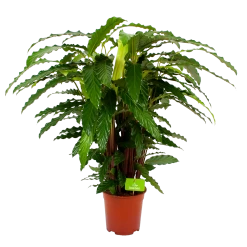 Calathea Rufibarba Bluegrass - Pauwenplant - P21 H105 - Kamerplant