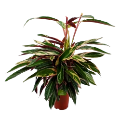 Calathea Stromante Triostar - Schaduwplant - P21 H105 - Kamerplant