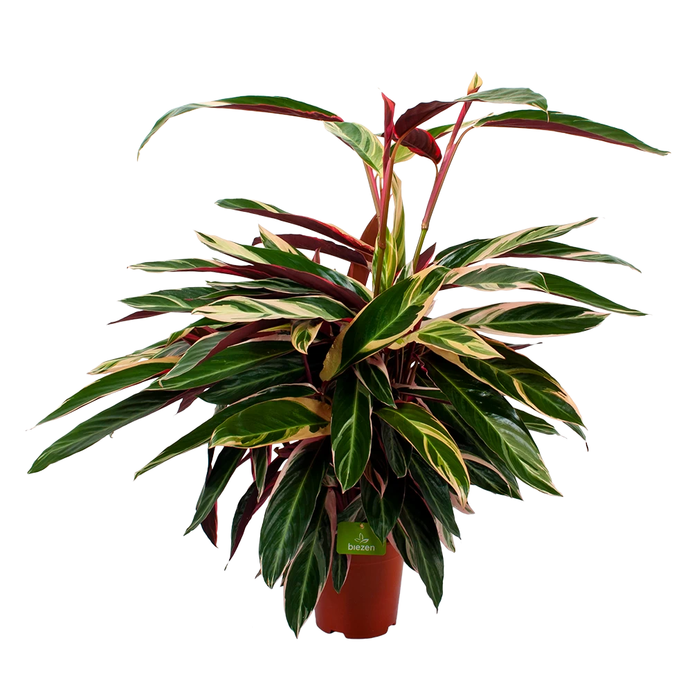 Calathea Stromante Triostar - Schaduwplant - P21 H105 - Kamerplant 1 Calathea Stromante Triostar - Schaduwplant - P21 H105 - Kamerplant