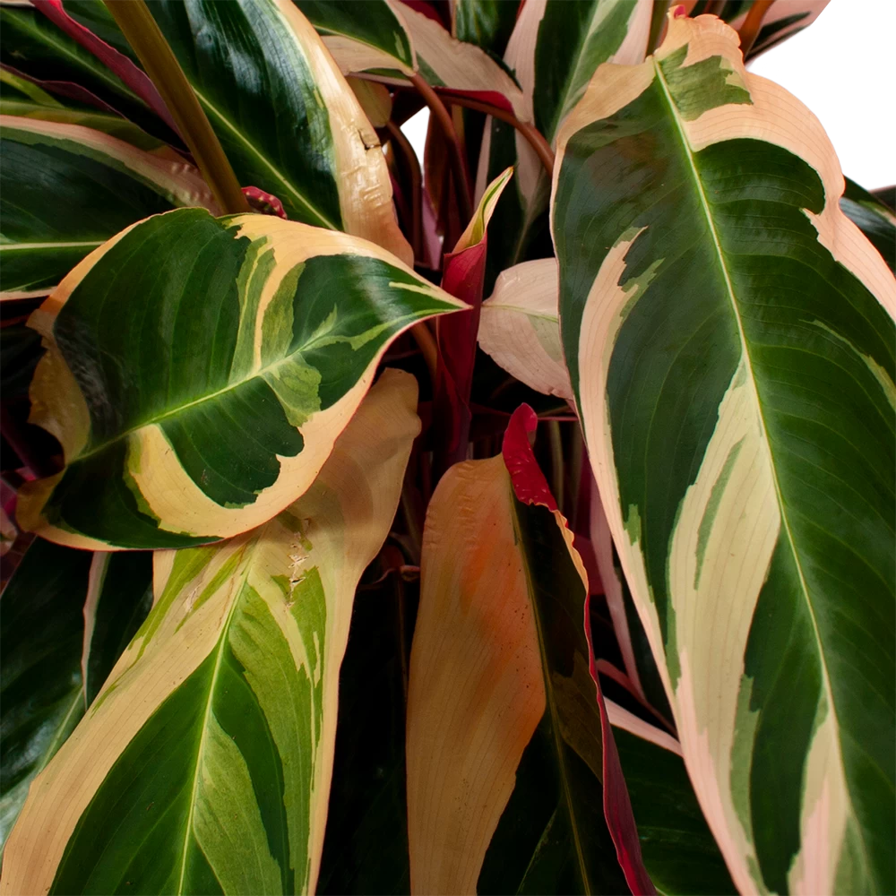 Calathea Stromante Triostar - Schaduwplant - P21 H105 - Kamerplant 2 Calathea Stromante Triostar - Schaduwplant - P21 H105 - Kamerplant - Afbeelding 2