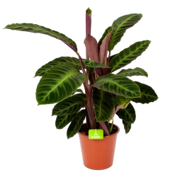 Calathea Warcewiczii - Livingplant - P19 H75 - Kamerplant