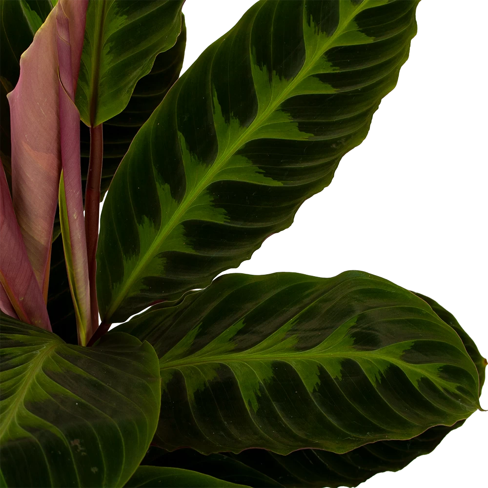 Calathea Warcewiczii - Livingplant - P19 H75 - Kamerplant 2 Calathea Warcewiczii - Livingplant - P19 H75 - Kamerplant - Afbeelding 2
