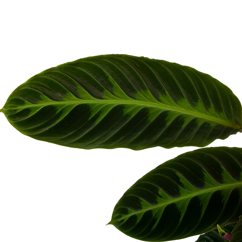Calathea Warcewiczii - Livingplant - P19 H75 - Kamerplant 3 Calathea Warcewiczii - Livingplant - P19 H75 - Kamerplant - Afbeelding 3