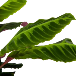 Calathea Warcewiczii - Livingplant - P21 H75 - Kamerplant -Woondecoratie Winkel calathea warcewiczii livingplant p21 h75 6 1