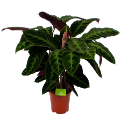 Calathea Warcewiczii - Livingplant - P21 H90 - Kamerplant