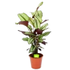 Calathea Whitestar - Schaduwplant - P19 H75 - Kamerplant