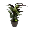 Calathea Whitestar - Schaduwplant - P32 H80 - Kamerplant
