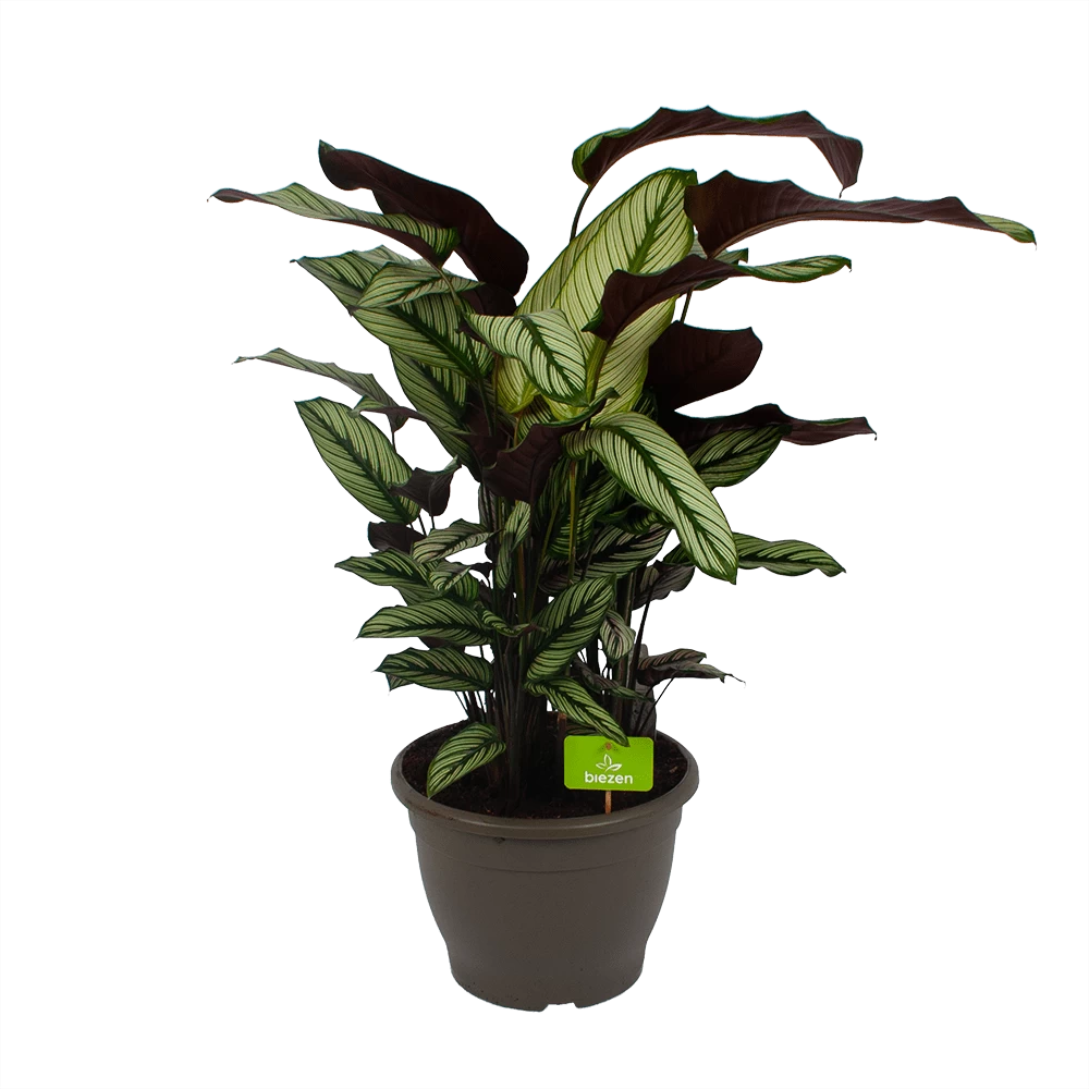 Calathea Whitestar - Schaduwplant - P32 H80 - Kamerplant 1 Calathea Whitestar - Schaduwplant - P32 H80 - Kamerplant
