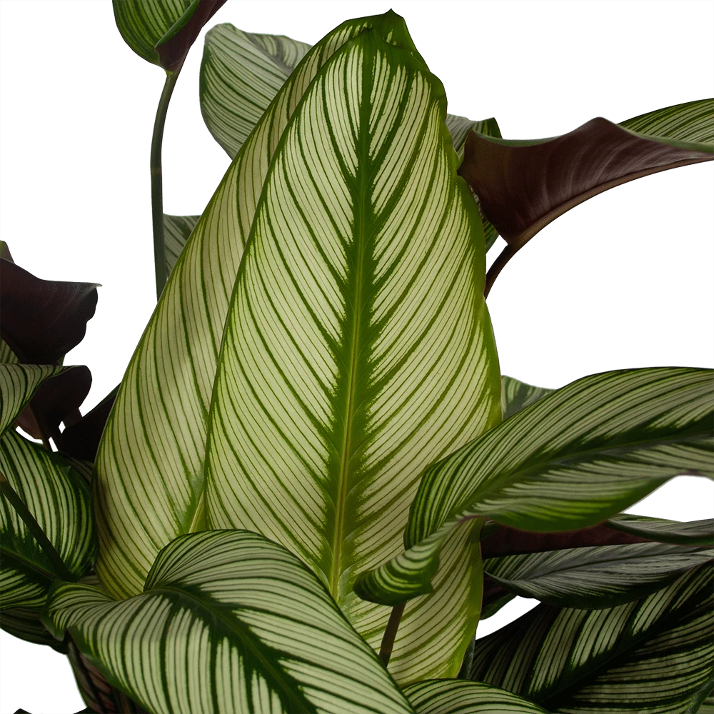Calathea Whitestar - Schaduwplant - P32 H80 - Kamerplant 2 Calathea Whitestar - Schaduwplant - P32 H80 - Kamerplant - Afbeelding 2