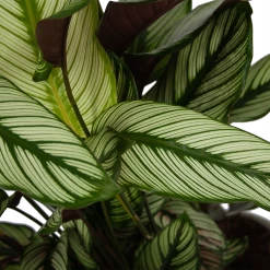 Calathea Whitestar - Schaduwplant - P32 H80 - Kamerplant 6 Calathea Whitestar - Schaduwplant - P32 H80 - Kamerplant -Woondecoratie Winkel calathea whitestar schaduwplant p32 h80 6