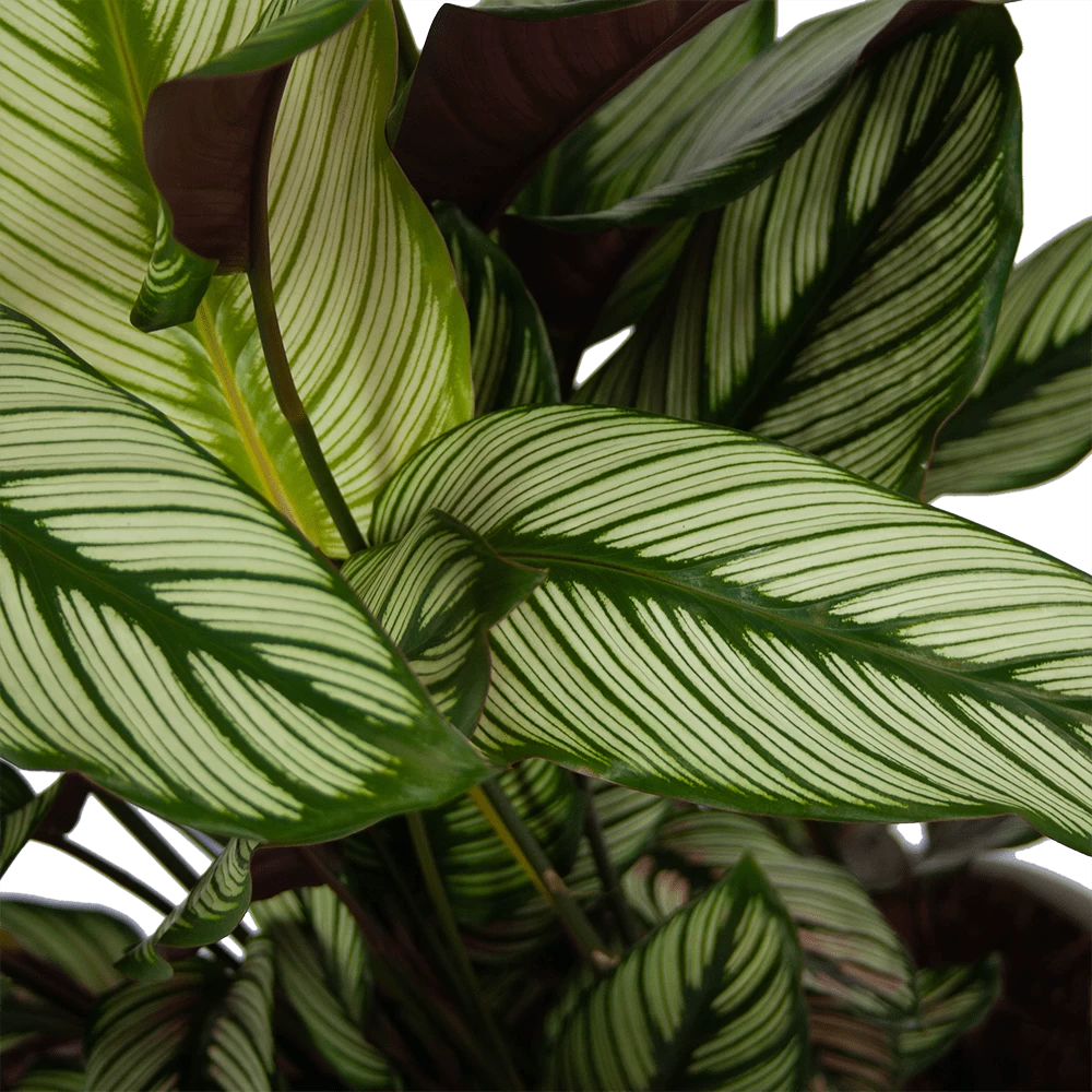 Calathea Whitestar - Schaduwplant - P32 H80 - Kamerplant 3 Calathea Whitestar - Schaduwplant - P32 H80 - Kamerplant - Afbeelding 3