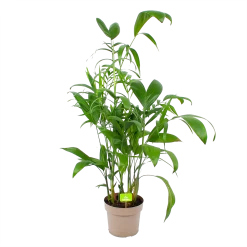 Chamaedorea Seifrizii - Bergpalm - P24 H100 - Kamerplant