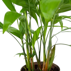 Chamaedorea Seifrizii - Bergpalm - P24 H100 - Kamerplant -Woondecoratie Winkel chamaedorea seifrizii bergpalm p24 h100 6