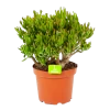 Crassula Ovata Gollum - P23 H50 - Kamerplant