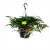 Davallia Teyermannii - In Hangpot - P17 H30 - Kamerplant
