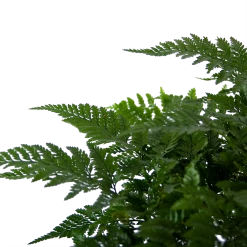 Davallia Teyermannii - In Hangpot - P17 H30 - Kamerplant -Woondecoratie Winkel davallia teyermannii in hangpot p17 h30 6